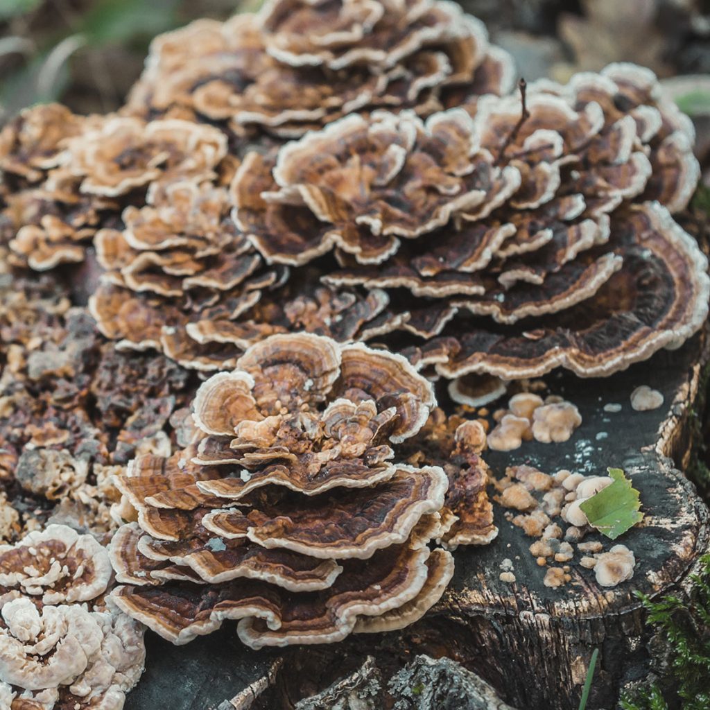 Medicinal Mushrooms
