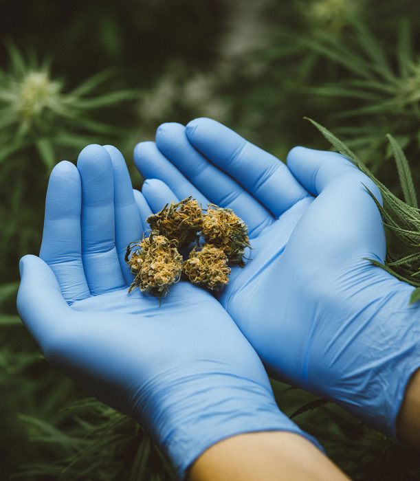 Marijuana-Use-in-Texas Marijuana-Use-in-Texas