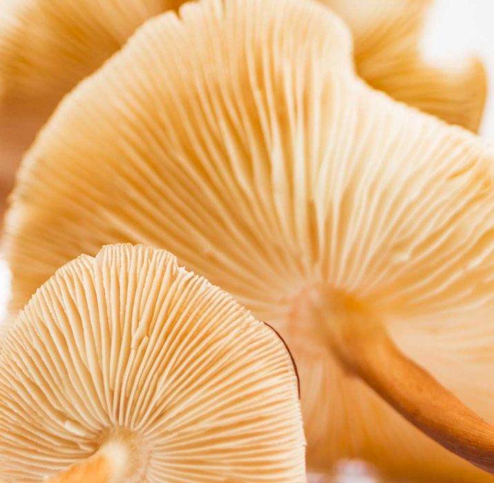Popular-Mushrooms-We-Use Popular-Mushrooms-We-Use