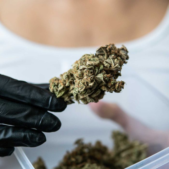 medial-marijuana medial-marijuana
